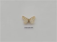 藏品(尺蛾234)的圖片